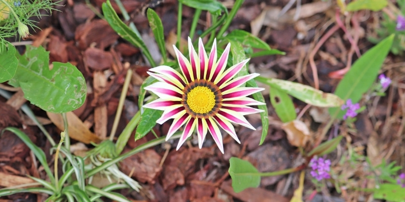 A flower in one of the 2021 Annual Gardening Competition winning garden. It has red and white pointed petals and a yellow centre.